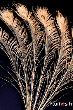 Paon bleu  oeil-sabre - 25-35  cm - doré